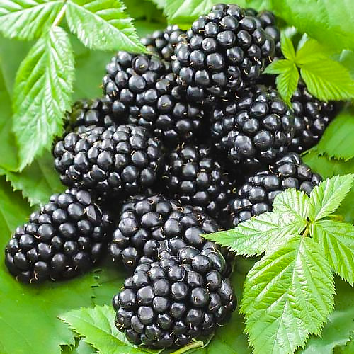 Саджанці ожини Небеса Можуть Почекати (Heaven Can Wait) - безколючкова, дуже-рання, солодка, фото 1