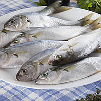 Луфарь чорноморський