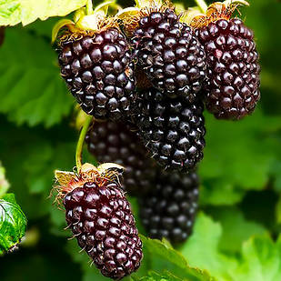 Саджанці ожини Бжезіна (Brzezina) - рання, крупноплідна, врожайна