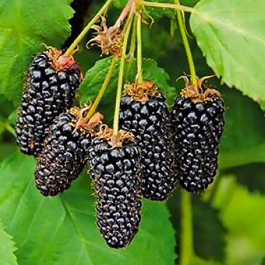 Саджанці ожини Блек Б'юті (Black Butte) - рання, крупноплідна, транспортабельна, фото 1