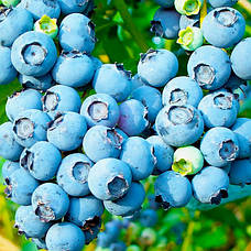 Саджанці лохини 1 - річна