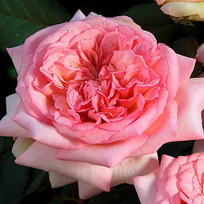 Троянда Жорж Санд (George Sand) ч/г, фото 2