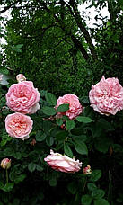 Троянда Жорж Санд (George Sand) ч/г, фото 3