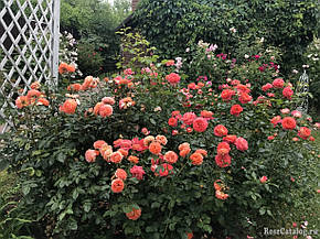 Троянда Зоммерзонне (Sommersonne) Флорибунда, фото 2