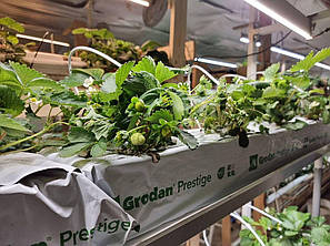 Мат вегетаційний Grodan Prestige 1000 mm x 200 mm x 75m, фото 2