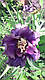 Ірис Voulez-Vous Вулез-Вус (Johnson 2015) (сажниці), фото 2