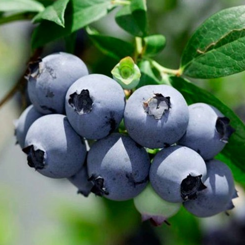 Саджанець Лохини Сієрра Sierra 2-х річний