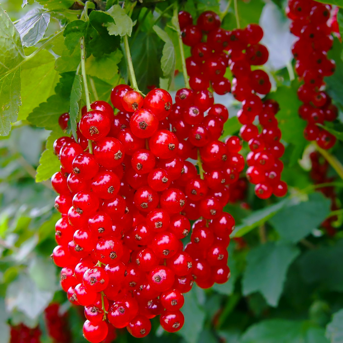 Купить Саженцы смородины красной Детван - ранняя, крупноплодная ...