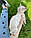 Дівчинка Сіль, сніговий бенгал лінкс, ін. 26.03.2021. Бенгальські кошенята з вихованця Royal Cats. Україна, Київ, фото 4
