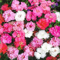 Гвоздика многолетняя Микс сортов (Dianthus)(5 саженцев Р9)