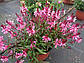 Гаура Passionate Blush, фото 3