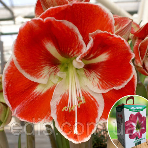 Гіппеаструм простий Samba (Самба) 1 цибулина 24/26 + ( подарункова упаковка )