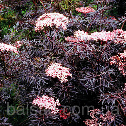 Бузина чорна Блек Лейс / Sambucus nigra Black Lace, фото 1