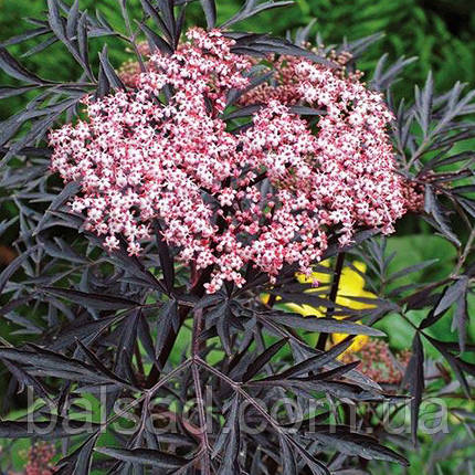 Бузина чорна Блек Лейс / Sambucus nigra Black Lace, фото 3