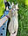 Хлопчик Айс, сніговий бенгал лінкс, ін. 26.03.2021. Бенгальські кошенята з вихованця Royal Cats. Україна, Київ, фото 8