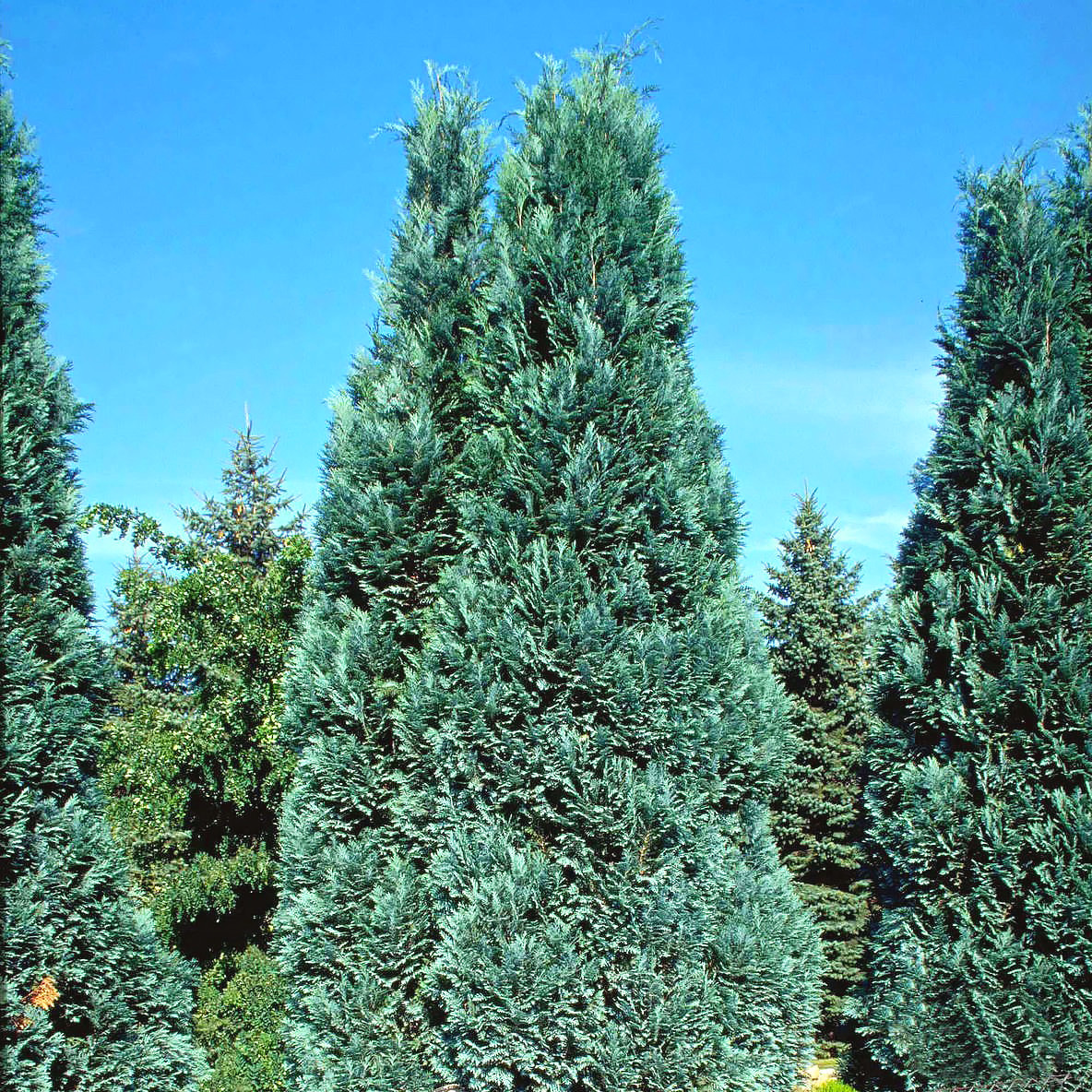 Саджанці Кипарисовика Лавсона Елюма/Алюмі, 4-х річний (Chamaecyparis lawsoniana Alumii) С3