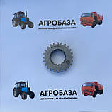 Колесо зубчасте 1 передавання ЮМЗ 40-1701054 Z=24 Білорусь, фото 2