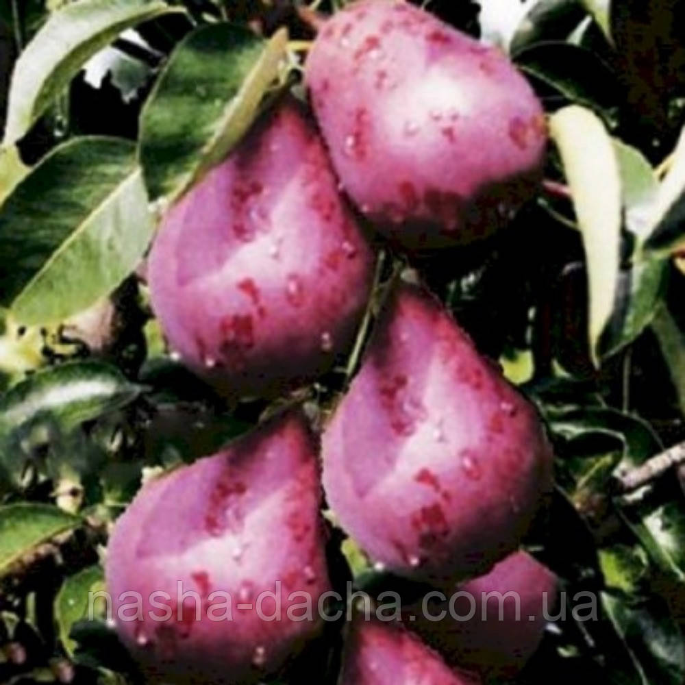 Груша колоноподібна Кармен (рання)