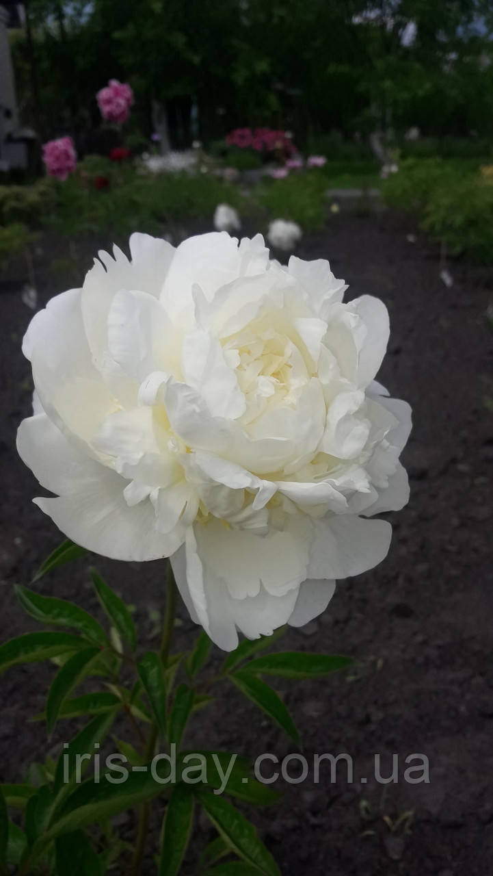 Півонія Bridal Shower Брайдл Шауєр (Klehm 1959), фото 1