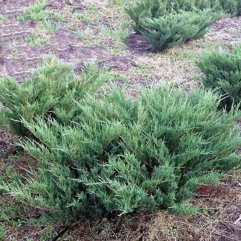 Саджанці Ялівця козацького Сизий, 4-х річний (Juniperus sabina Syziy) С3