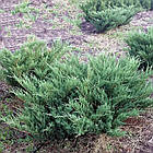 Саджанці Ялівця козацького Сизий (Juniperus sabina Syziy) Р9, фото 3