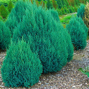 Саджанці Ялівцю китайського Стрікта (Juniperus chinensis Stricta) Р9