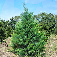 Саженцы Можжевельника виргинского Бурки (Juniperus virginiana Burkii) Р9