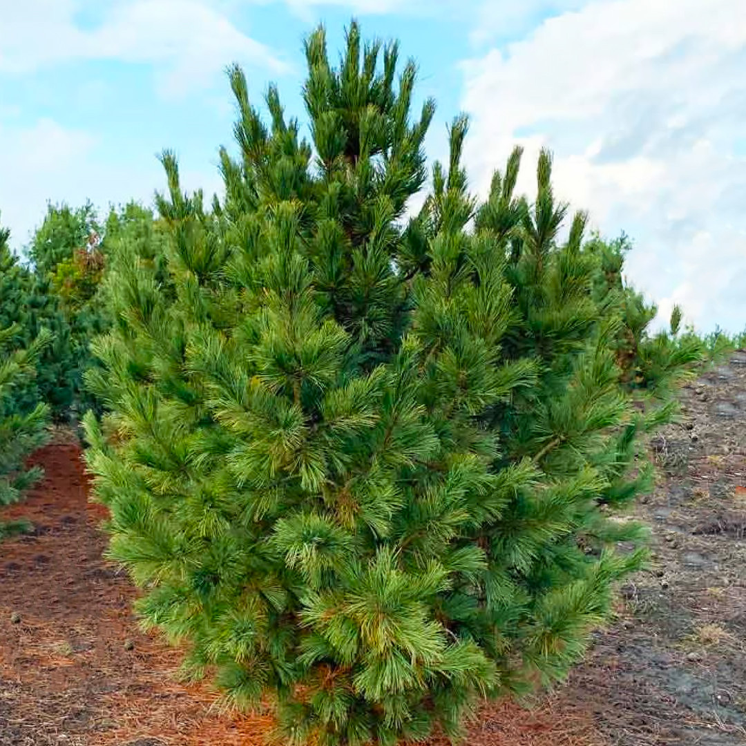 Саджанці Сосни кедрової європейської, 4-х річна (Pinus cembra) С3