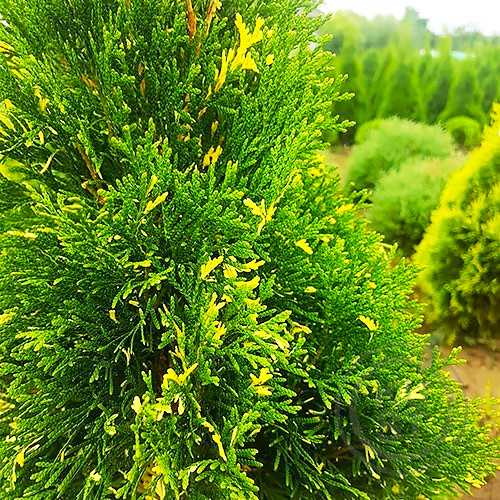 Саджанці Туї західної Смарагд Варієгата, 3-х річна (Thuja occidentalis Smaragd Variegata) С1.5