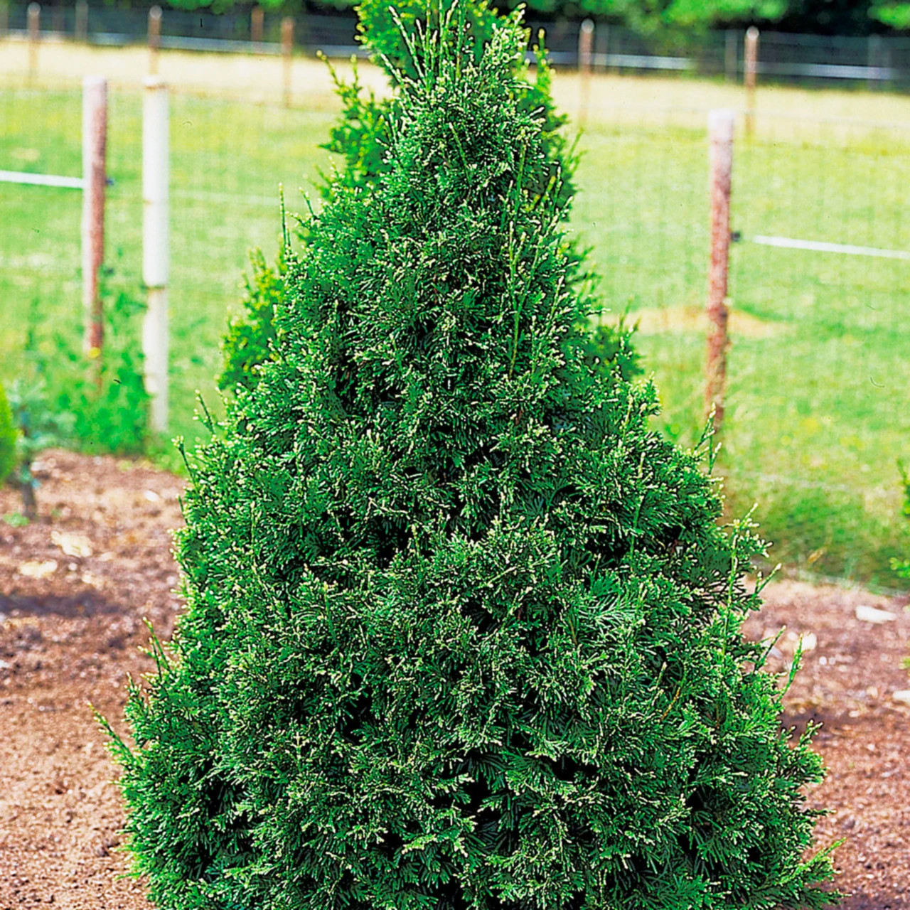 Саджанці Туї складчастої Кан-Кан (Thuja plicata Can-Can) Р9