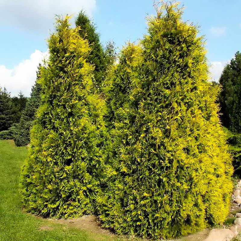 Саджанці Туї західної Саланд (Thuja occidentalis Salland) Р9