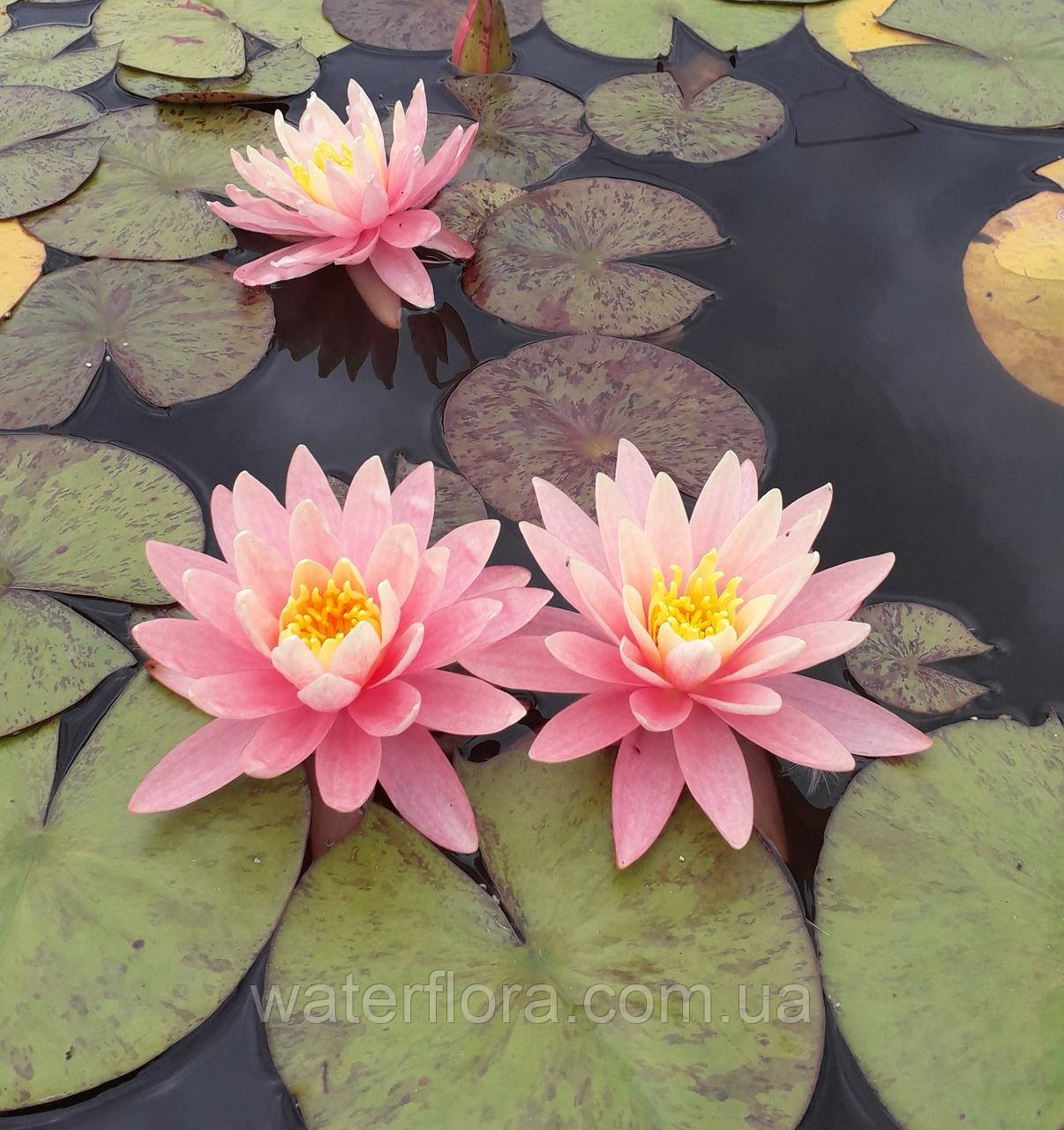 Нимфея "Санни Пинк" - Nymphaea "Sunny Pink" - фото 2 - id-p231374829