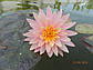 Нимфея "Санни Пинк" - Nymphaea "Sunny Pink", фото 4