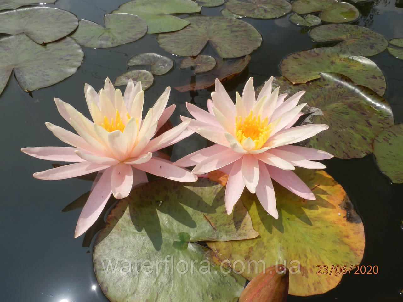 Нимфея "Санни Пинк" - Nymphaea "Sunny Pink" - фото 7 - id-p231374829