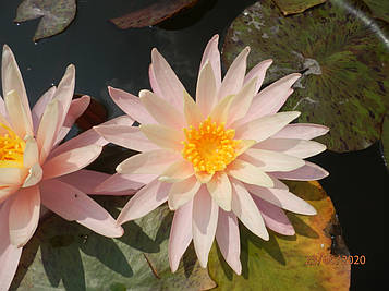 Нимфея "Санни Пинк" - Nymphaea "Sunny Pink" (друга ц.р.)