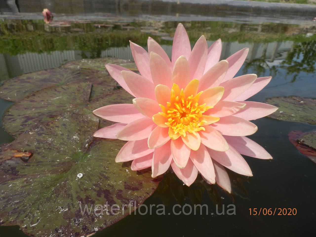 Нимфея "Санни Пинк" - Nymphaea "Sunny Pink" - фото 5 - id-p231374829