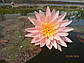 Нимфея "Санни Пинк" - Nymphaea "Sunny Pink", фото 5
