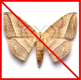 Засоби від молі