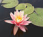 Німфея "Пинк Грейпфрут" — Nymphaea "Pink Grapefruit", фото 3