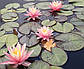 Німфея "Пинк Грейпфрут" — Nymphaea "Pink Grapefruit", фото 6