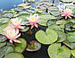 Німфея "Пинк Грейпфрут" — Nymphaea "Pink Grapefruit", фото 7
