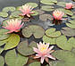 Німфея "Пинк Грейпфрут" — Nymphaea "Pink Grapefruit", фото 7