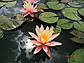 Німфея "Пинк Грейпфрут" — Nymphaea "Pink Grapefruit", фото 3