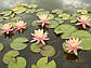 Німфея "Пинк Грейпфрут" — Nymphaea "Pink Grapefruit", фото 8