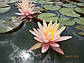 Німфея "Пинк Грейпфрут" — Nymphaea "Pink Grapefruit", фото 9