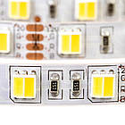 Світлодіодна стрічка AVT PROFESSIONAL SMD 5025 (60 LED/м), білий і білий теплий, IP20, 12В бобіни від 5 метрів, фото 4