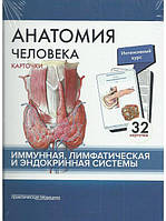 Сапин Анатомия человека: КАРТОЧКИ (32шт). Имунная, лимфатическая и эндокринная системы 2017 год