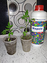 Стимулятор росту Biopuls (Біопульс) Forte, фото 3