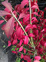 Бересклет крилатий "Компактус". Euonymus alatus "Compactus".