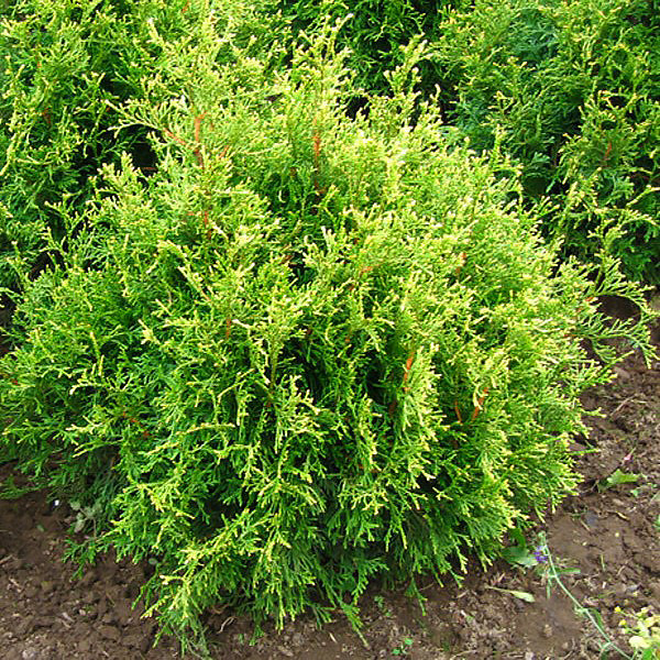 Саджанці Туї західної Столвик (Thuja occidentalis Stolwijk) Р9